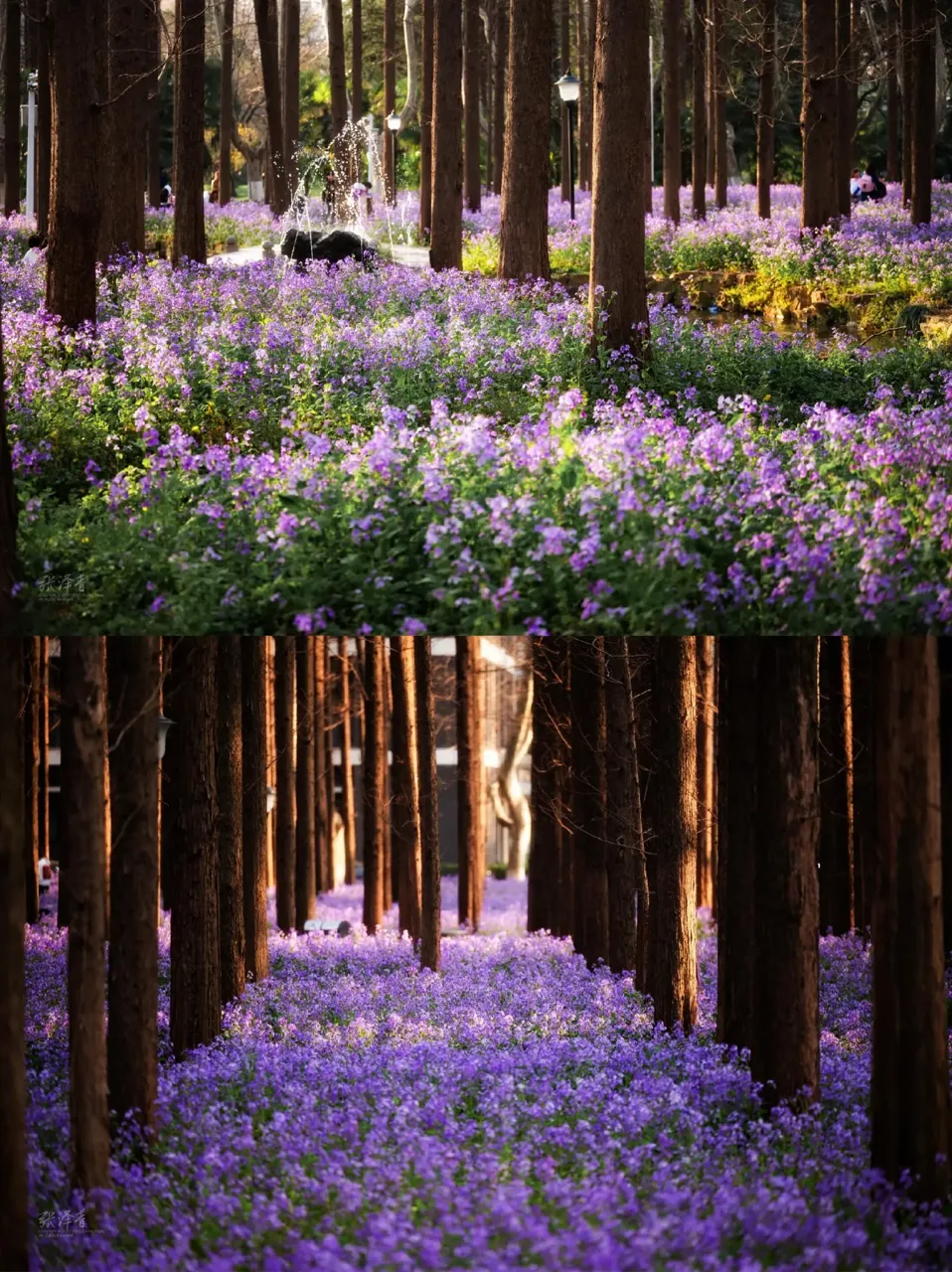 南京理工大学二月兰花海实景