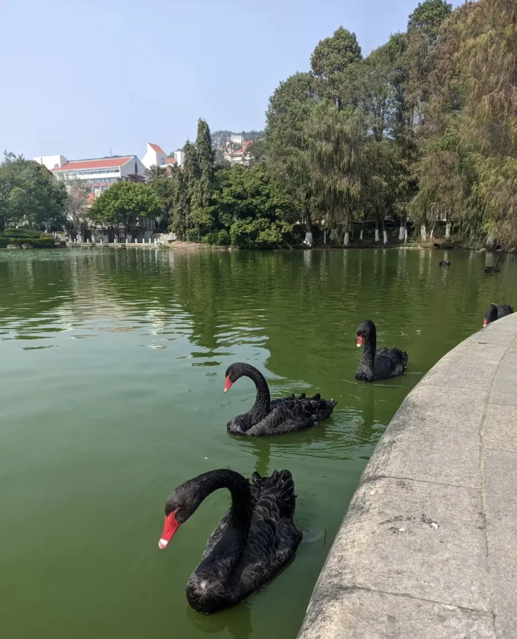 厦门大学芙蓉湖黑天鹅实景