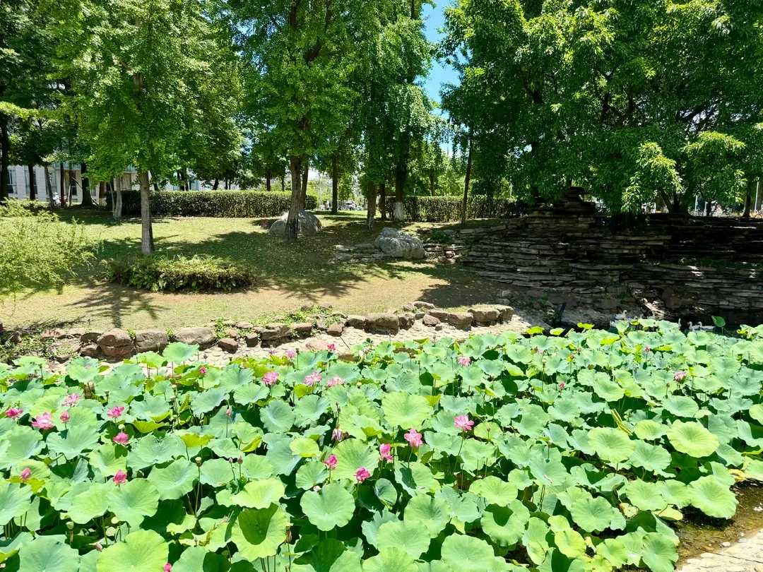 川大荷塘蓝天