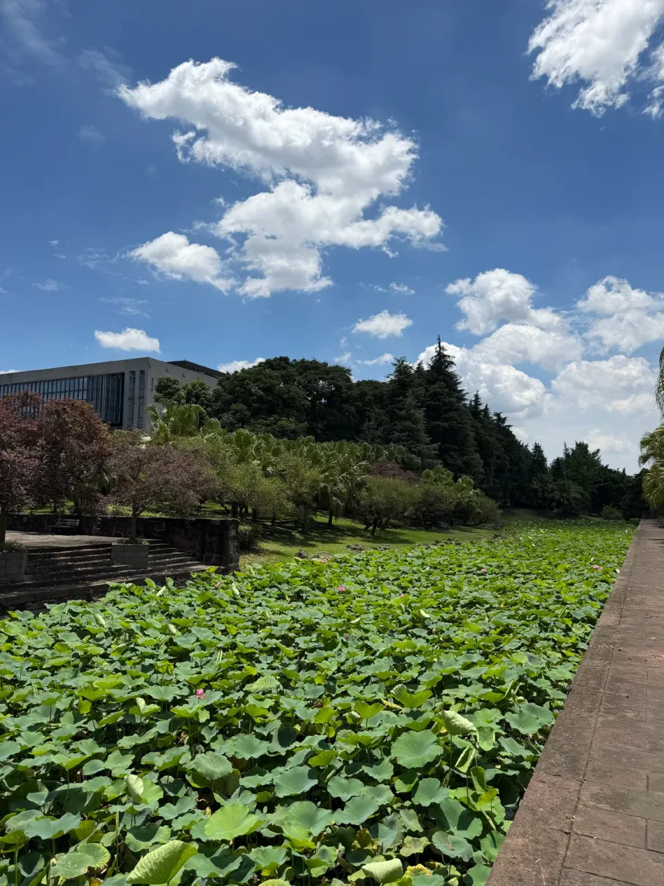 川大荷花池与图书馆