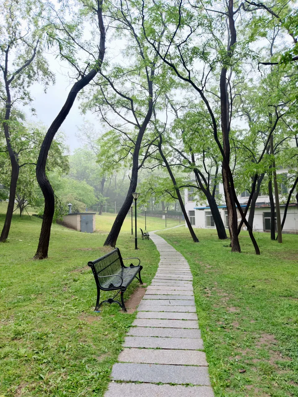大连理工大学校园林荫道实景